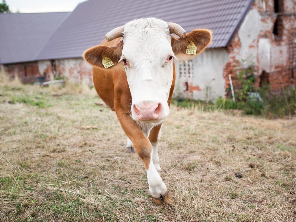 Farm stay Kowalowe Wzgorze Polanica-Zdroj