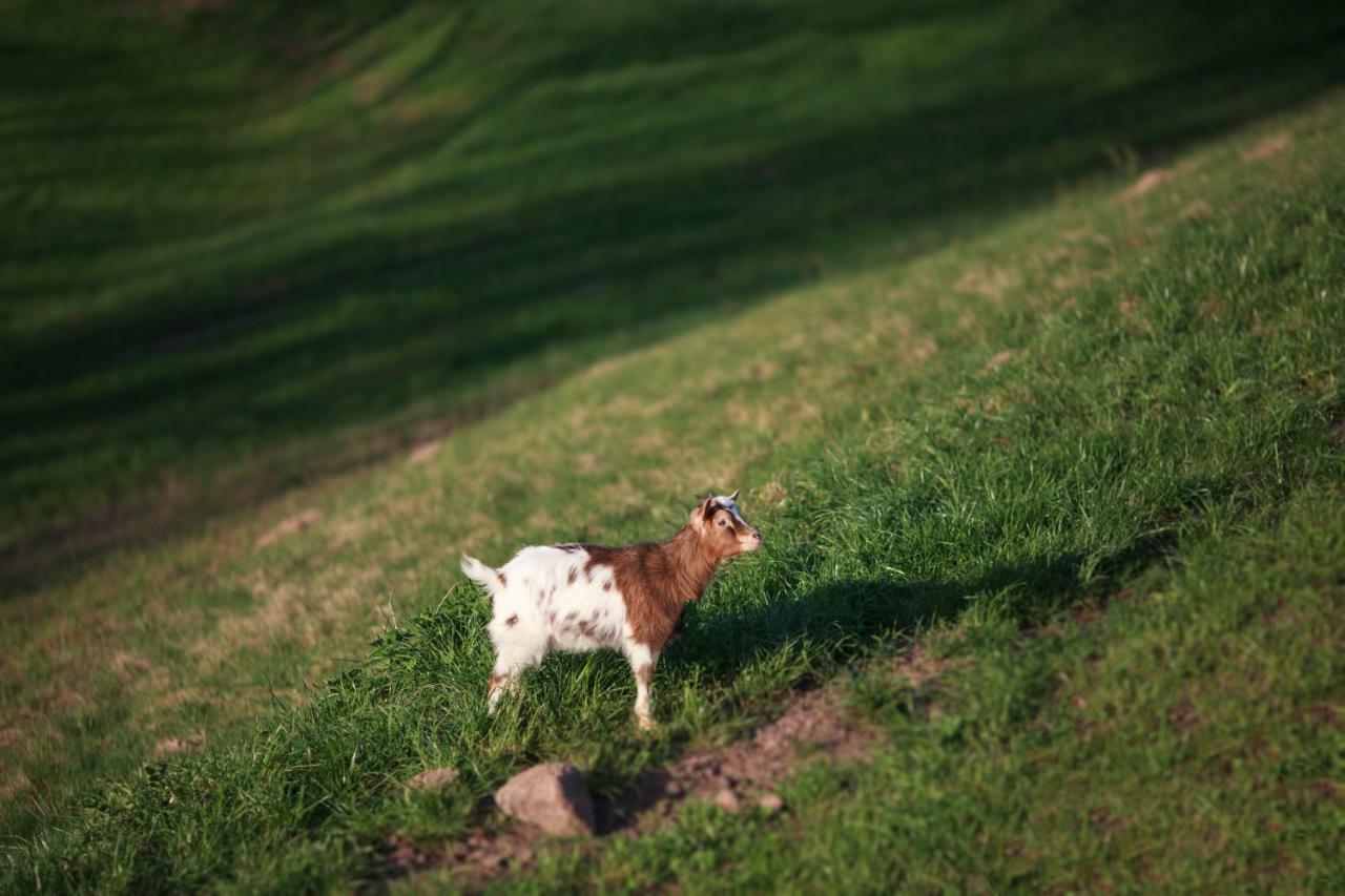 Kowalowe Wzgorze Farm stay *